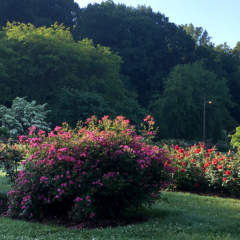 McKeesport Renziehausen Rose Garden