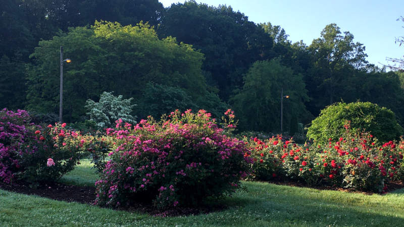 McKeesport Renziehausen Rose Garden